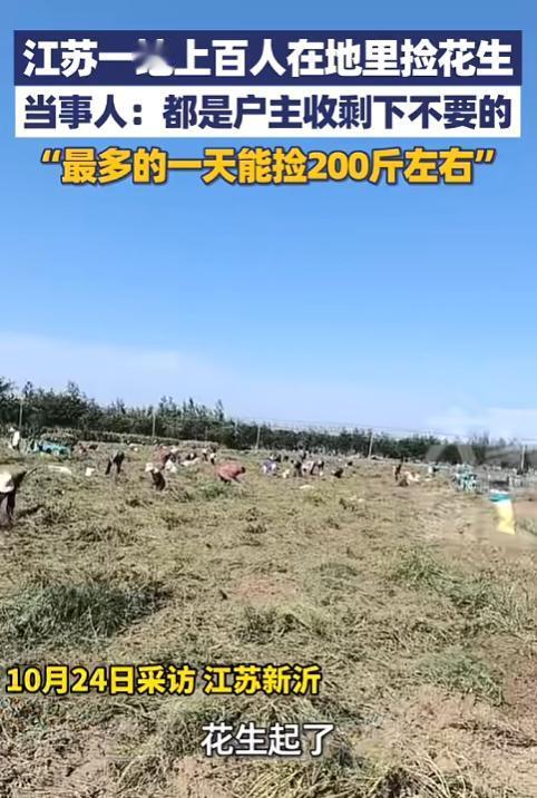 “这简直是捡钱啊!”10月24日,江苏新沂,一女子听说一农户地里可以免费捡花生,