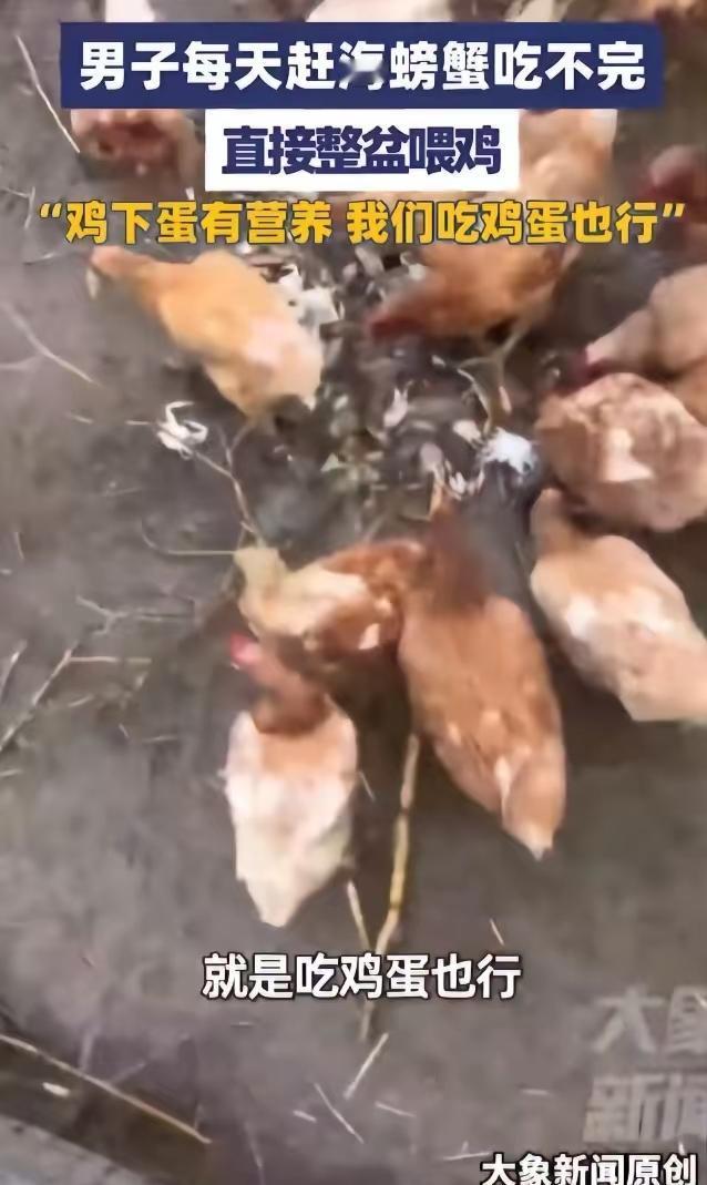 “人怎么能这么聪明!”山东烟台,一男子每天赶海螃蟹吃不完,直接将整盆螃蟹喂给母鸡