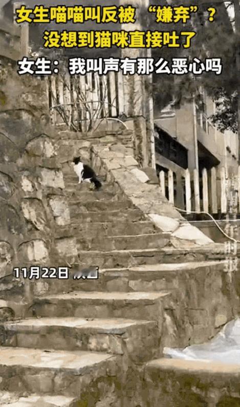 笑不活了！陕西女子游玩时偶遇猫咪，兴致勃勃学“喵～喵喵”打招呼，本想收获贴贴暴击