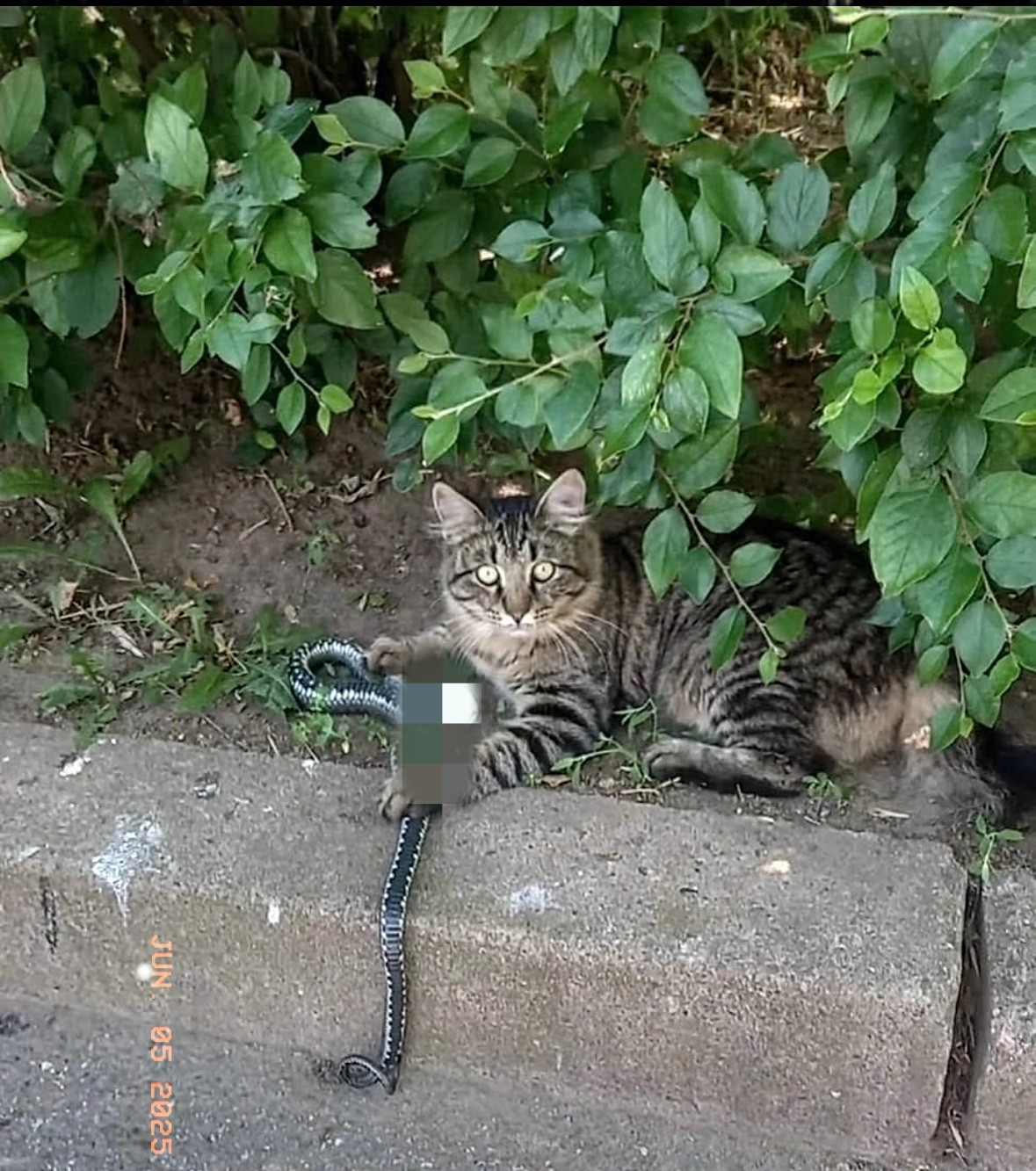 为啥都说三亚蛇多呢？三亚蛇多的重要原因是，卖猫肉的猫王店，把全市流浪猫全都吃
