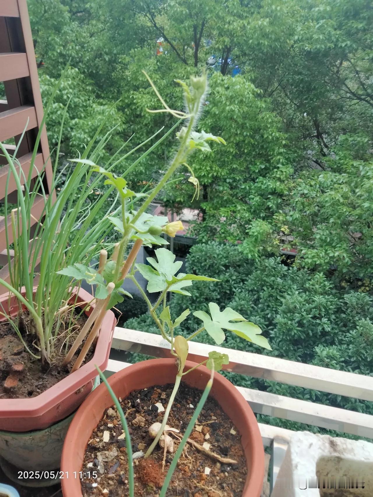 每天都拍两张照片，记录我种的西瓜生长，大家记得每天过来看看哟！[呲牙笑]