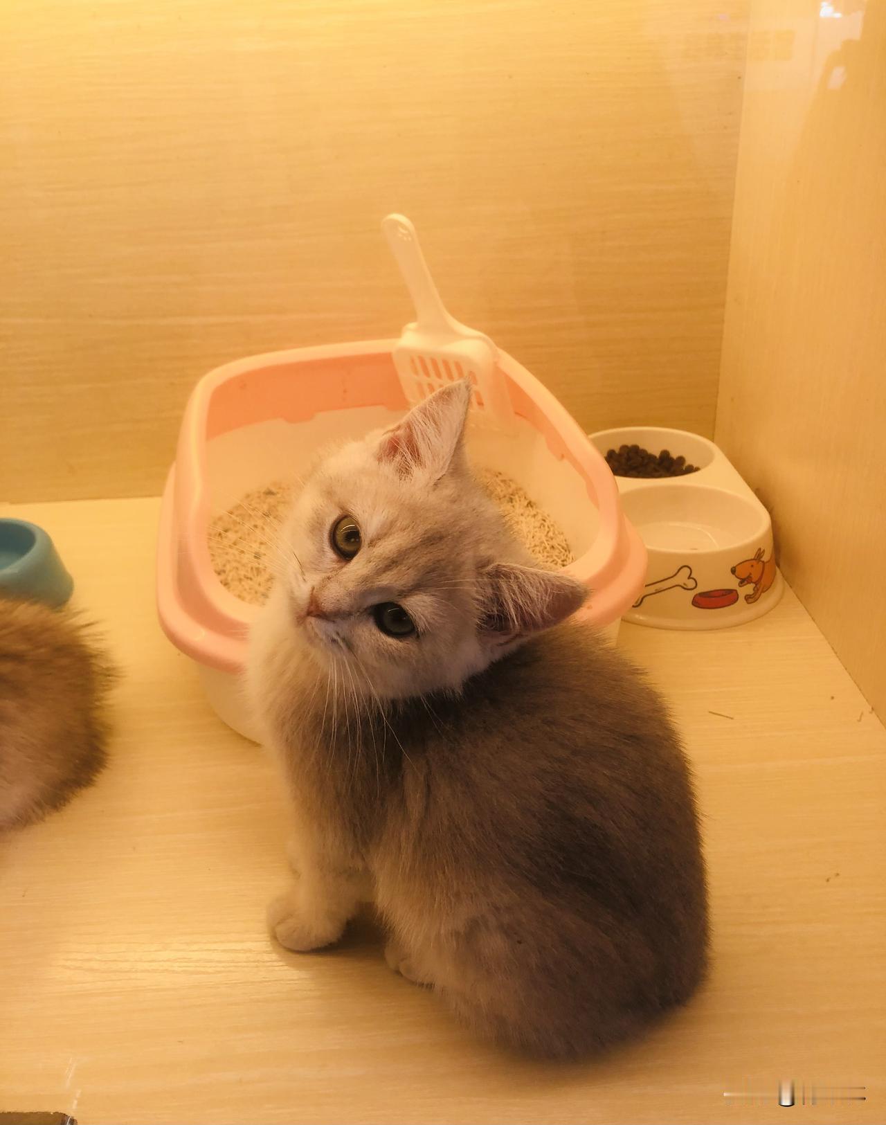晒图大赛今天与朋友们一起逛宠物店，被萌晕了！小奶猫、小法斗都软乎乎的，心都要化了
