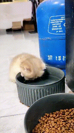 真的被这只氛围感满分的小猫咪笑到！主人贴心给小家伙倒了一盘清水，平平无奇的