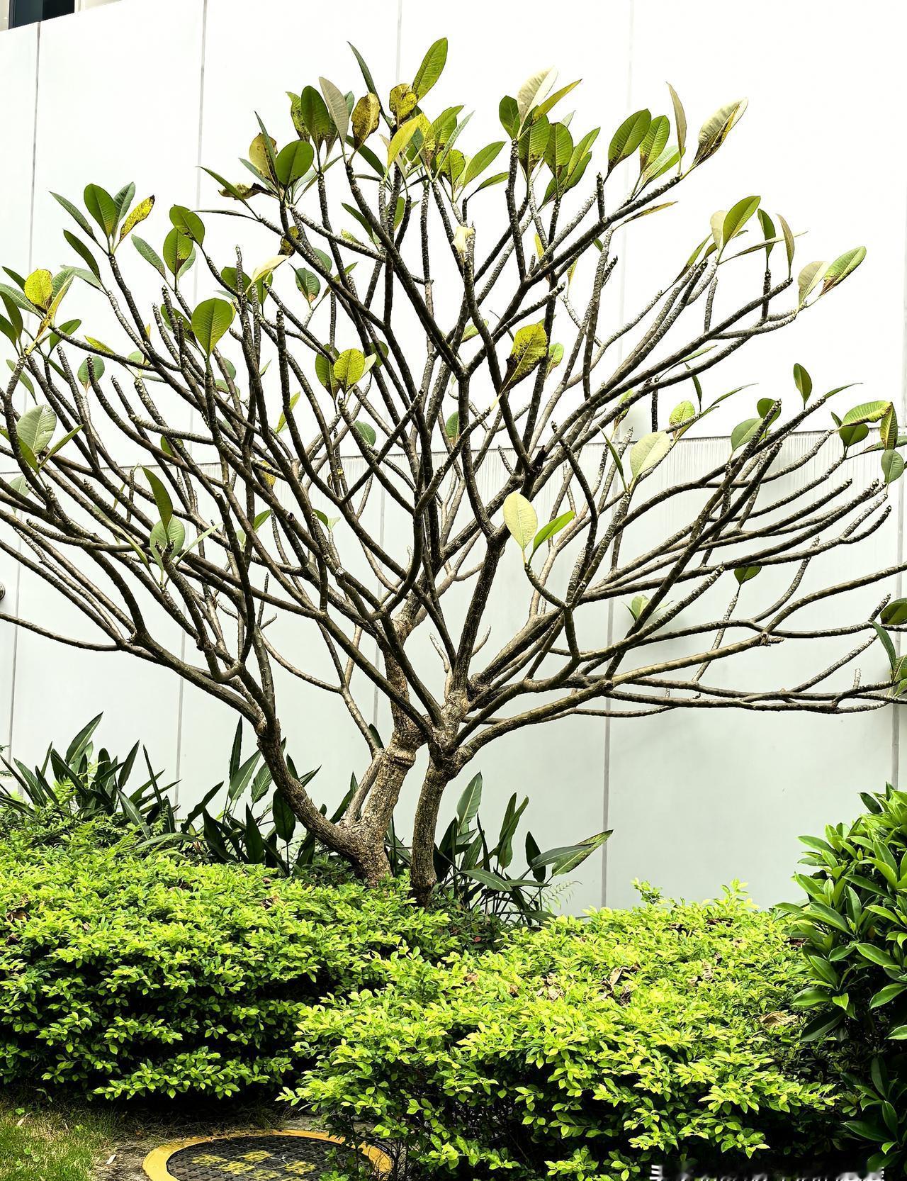 “钥匙又锁屋里了？”——这句话，70岁婆婆一周听三遍。儿子赶不回来，儿媳