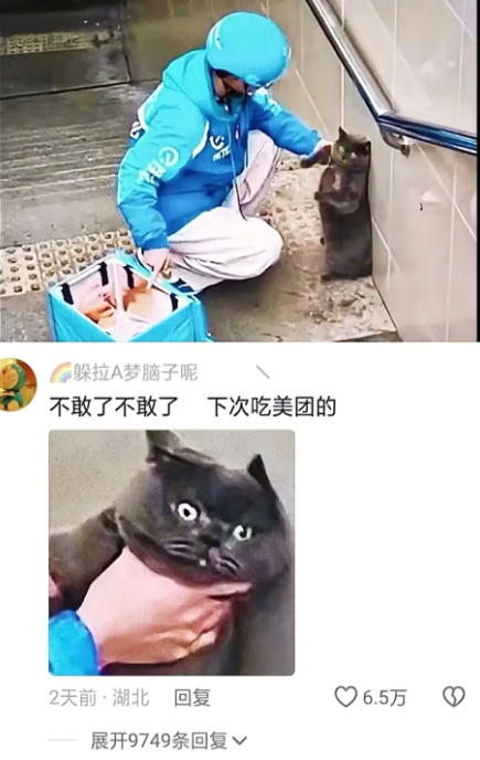 猫咪的惊魂一刻：不敢再吃美团的了