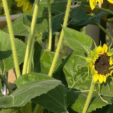 种植🌻种植文案向日葵种植指南1.种子处理挑选颗粒饱满、无虫蛀、无破损的优