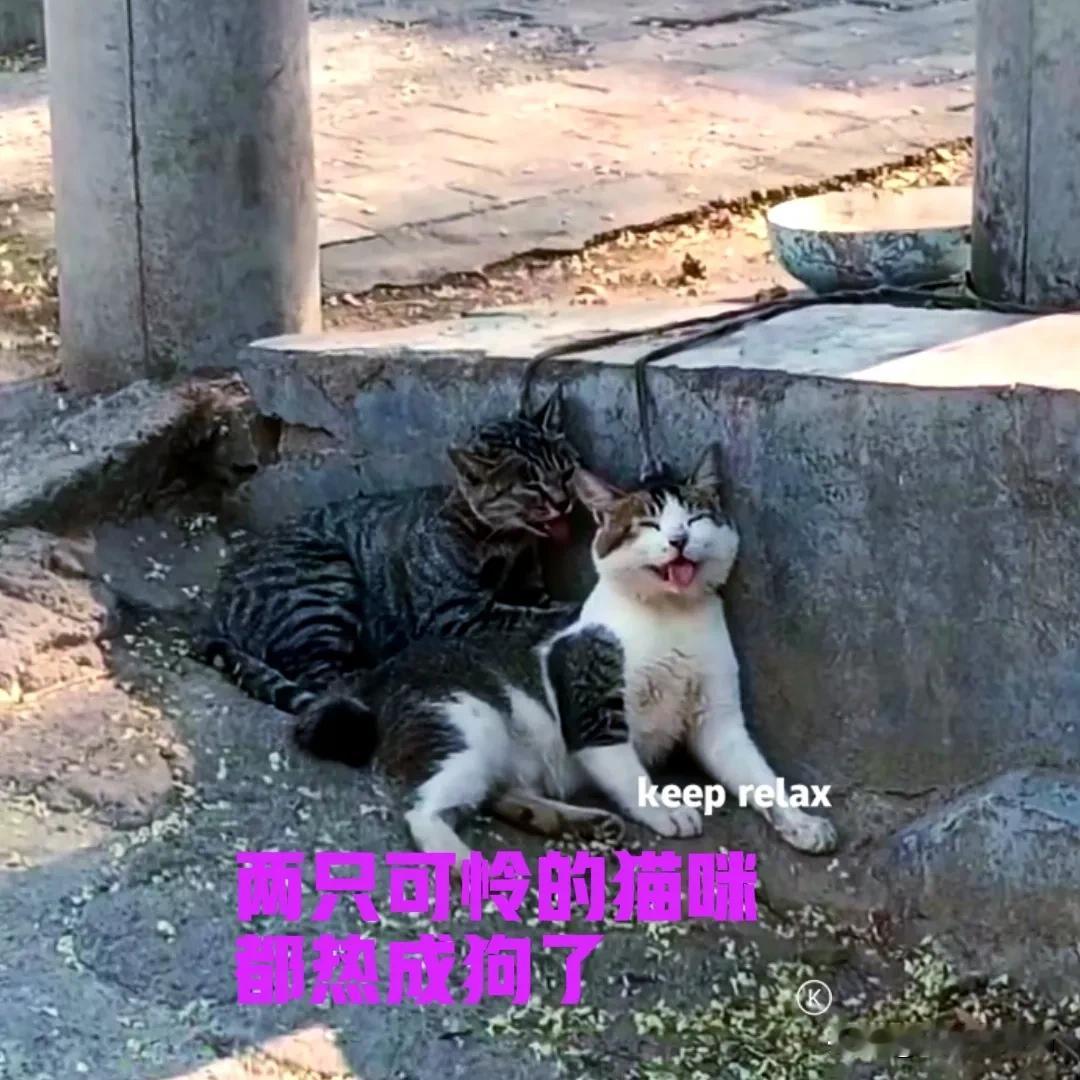 两只可怜的猫咪，被拴在一根粗大的水泥柱子上。中午的太阳很大，两只猫咪的绳子又缠在