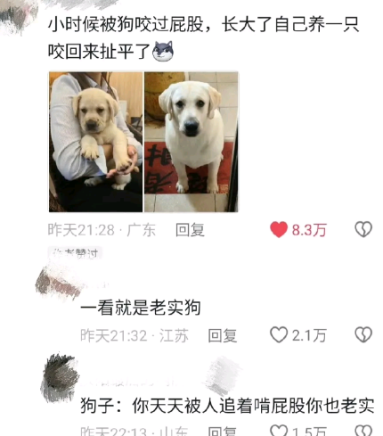 一看就是老实狗