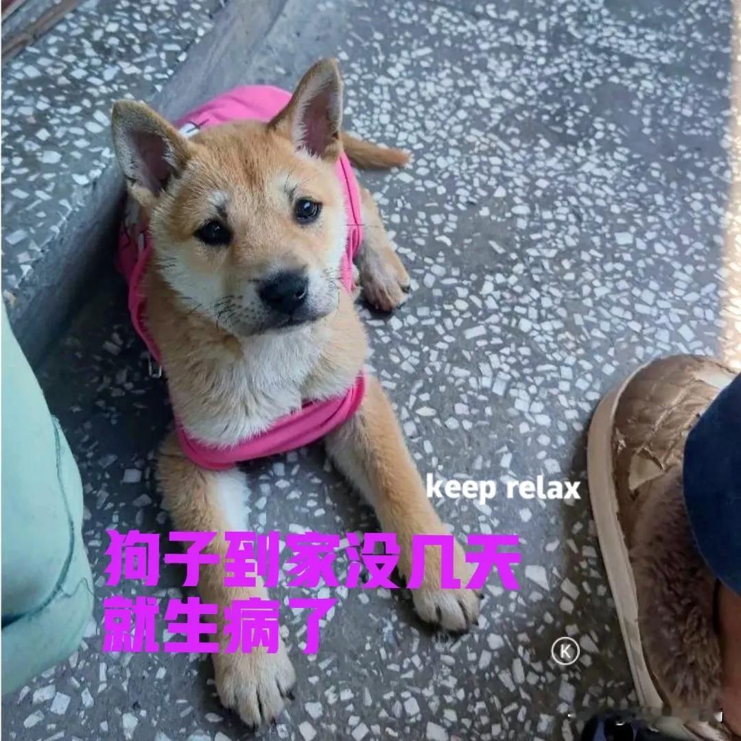 前段时间终于按耐不住，在网上买了一只中华田园犬。不知道是不是缺乏养狗经验的原因，