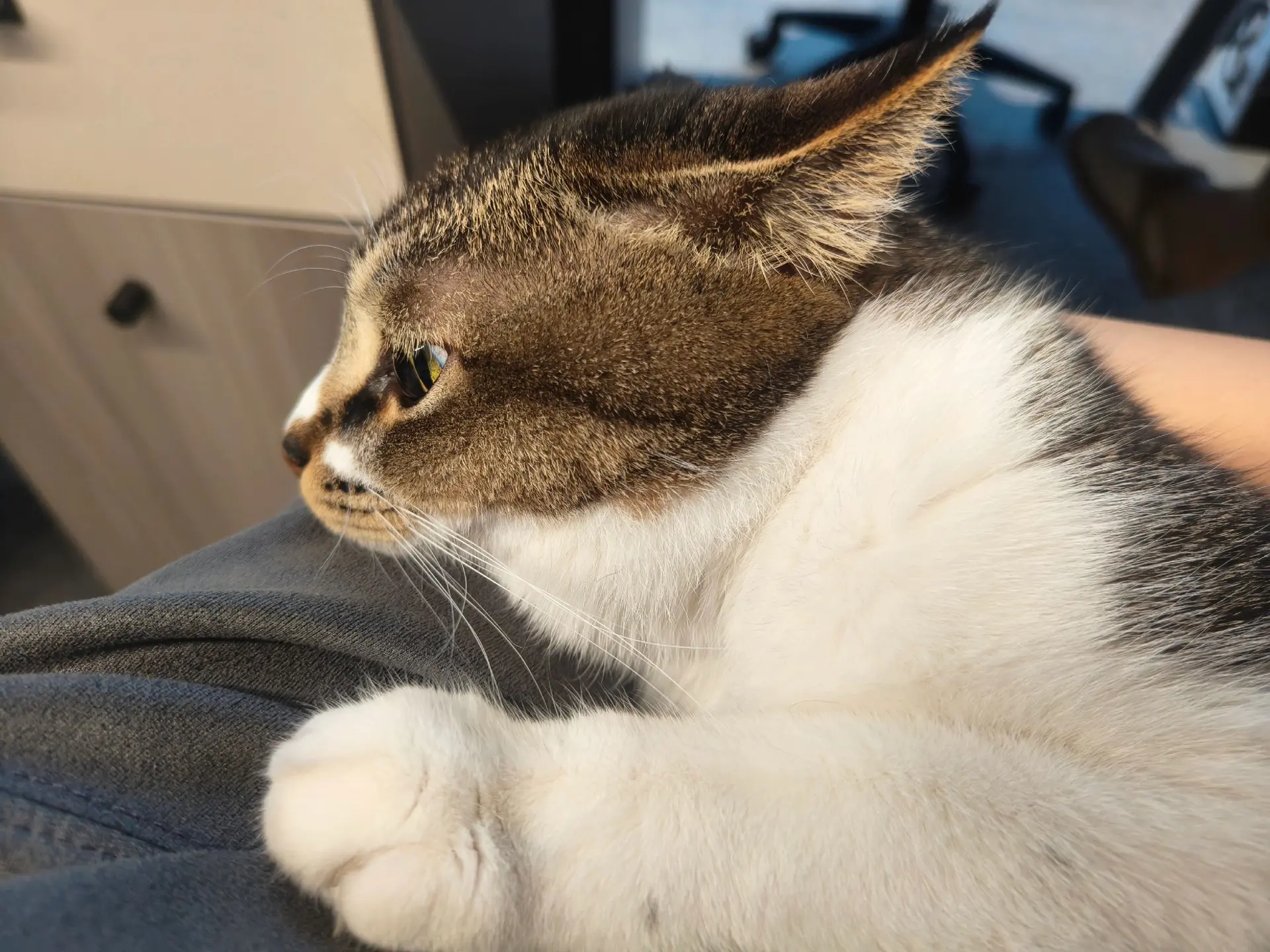 猫咪帅照 猫咪营业