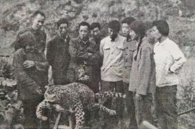 1982年6月5日，67岁老太太齐德英，带着侄媳几个人到山上挖草药。突然，一道黑