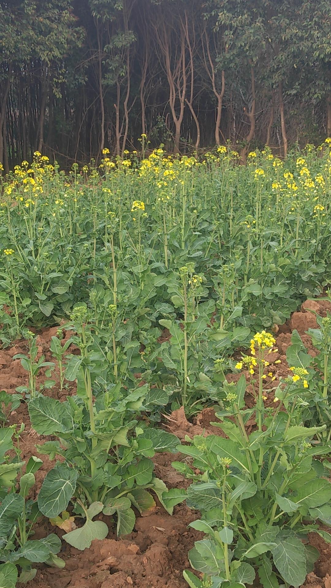 油菜花开了！！！