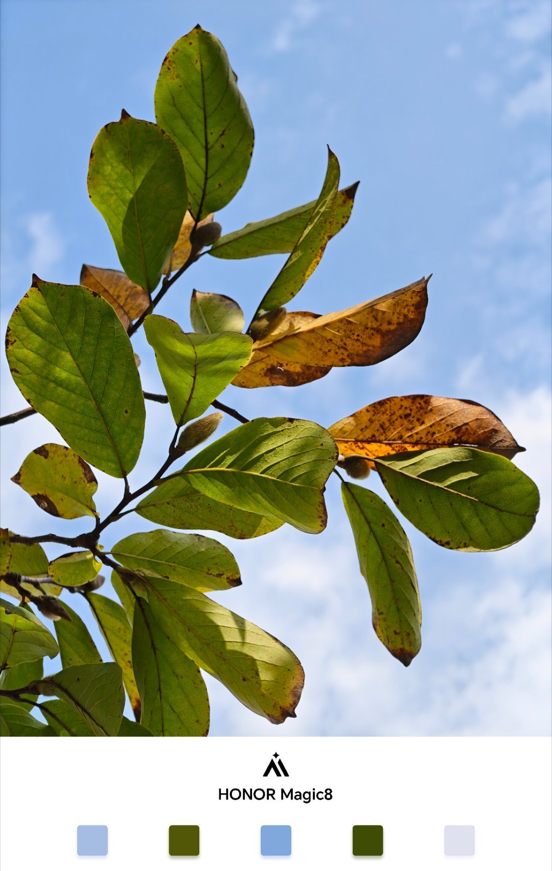 没更新时荣耀Magic8随手拍的冬叶。影像能力挺不错