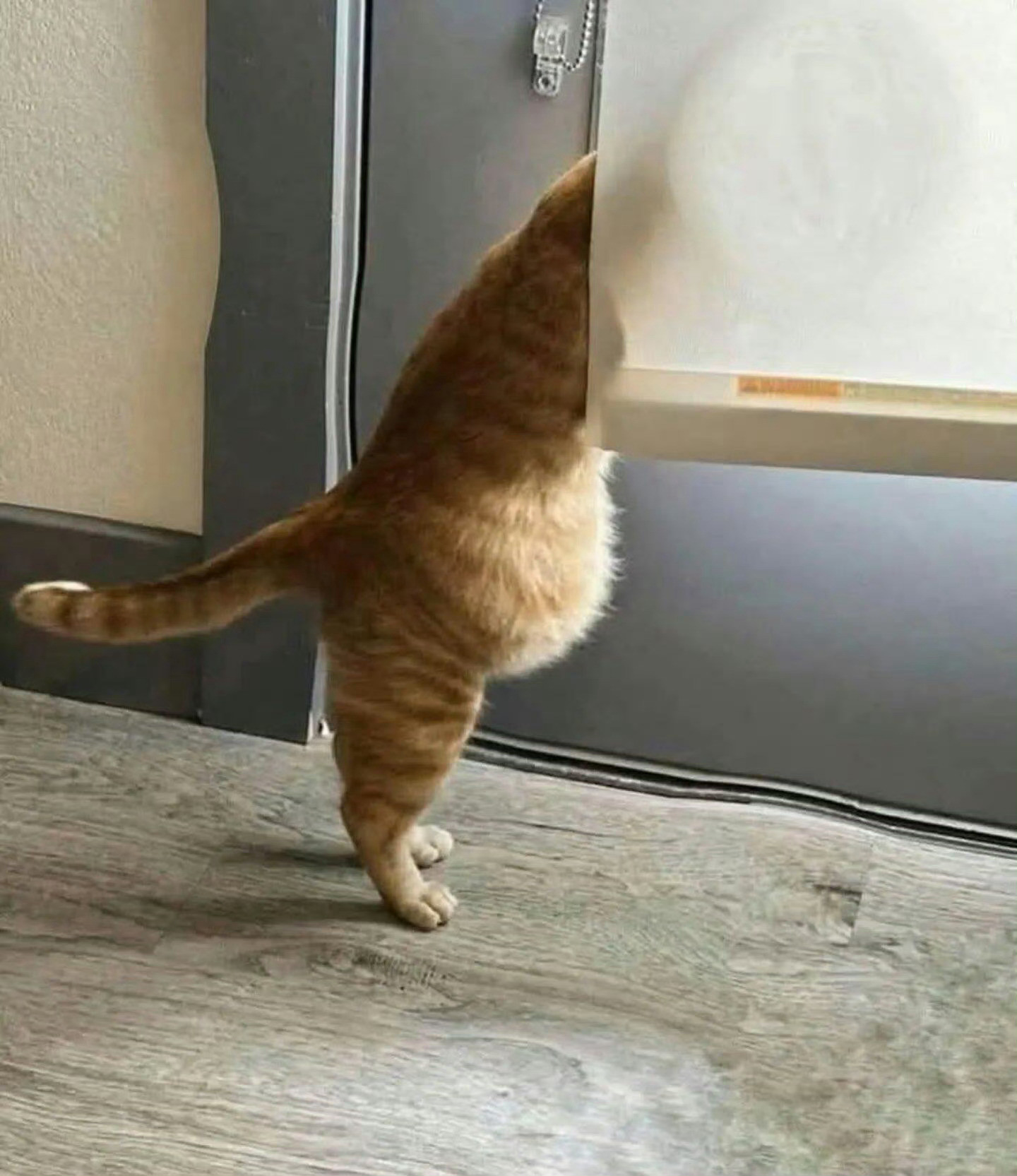 防止你没见过：猫咪的小肚子