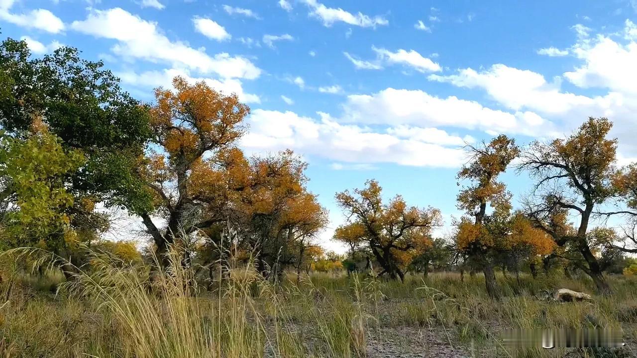 上周去克拉玛依，顺道去看了乌尔禾的胡杨林。只是去的时候还没到观赏胡杨的最佳时节。