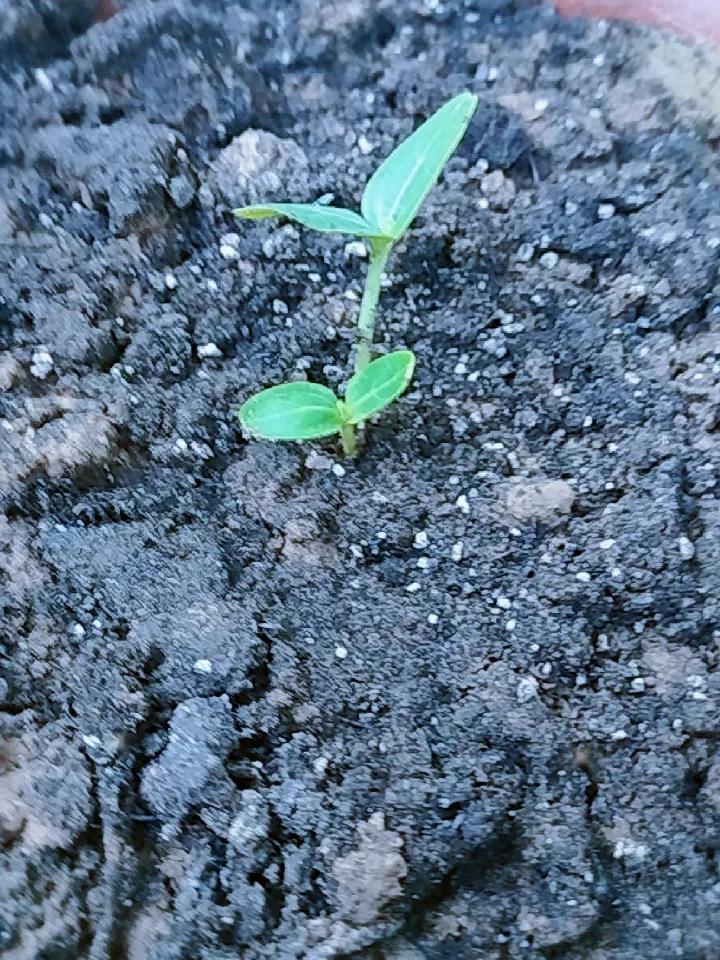 今年春天最想实现的心愿几天前种下的葫芦籽，三天前，没有发芽，以为失败了，不抱有希