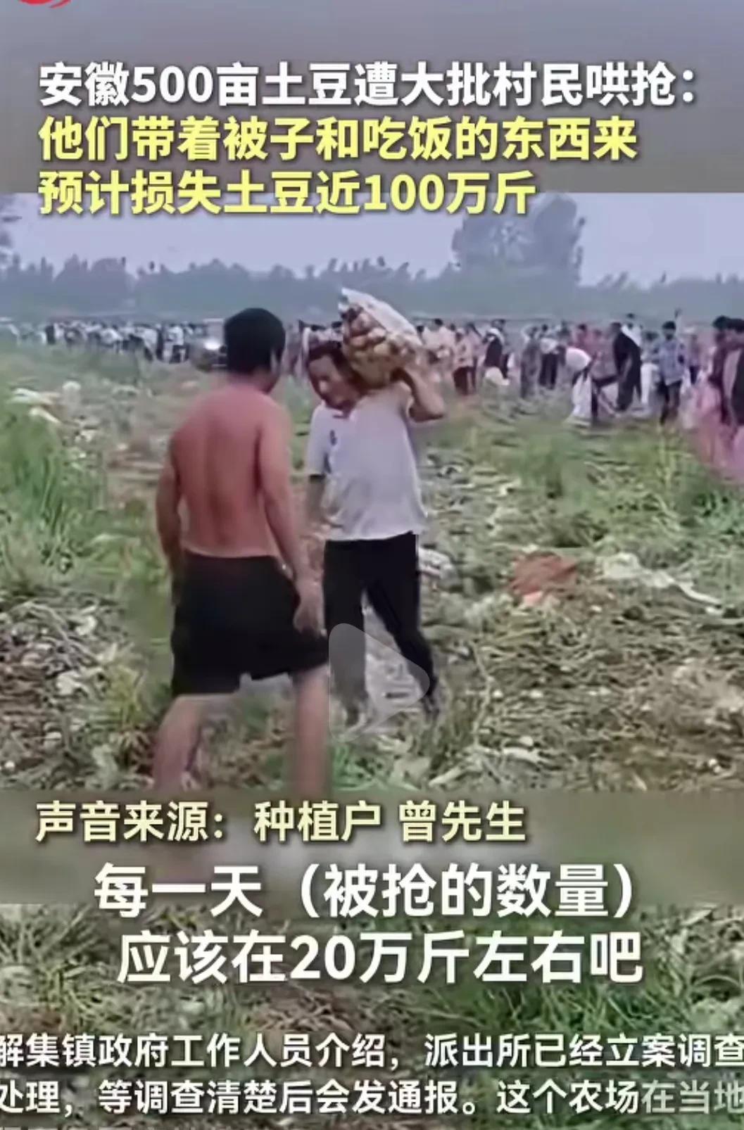 安徽种植户500亩土豆遭大批村民哄抢百万斤，民警称法不责众，让种植户删视频，影响