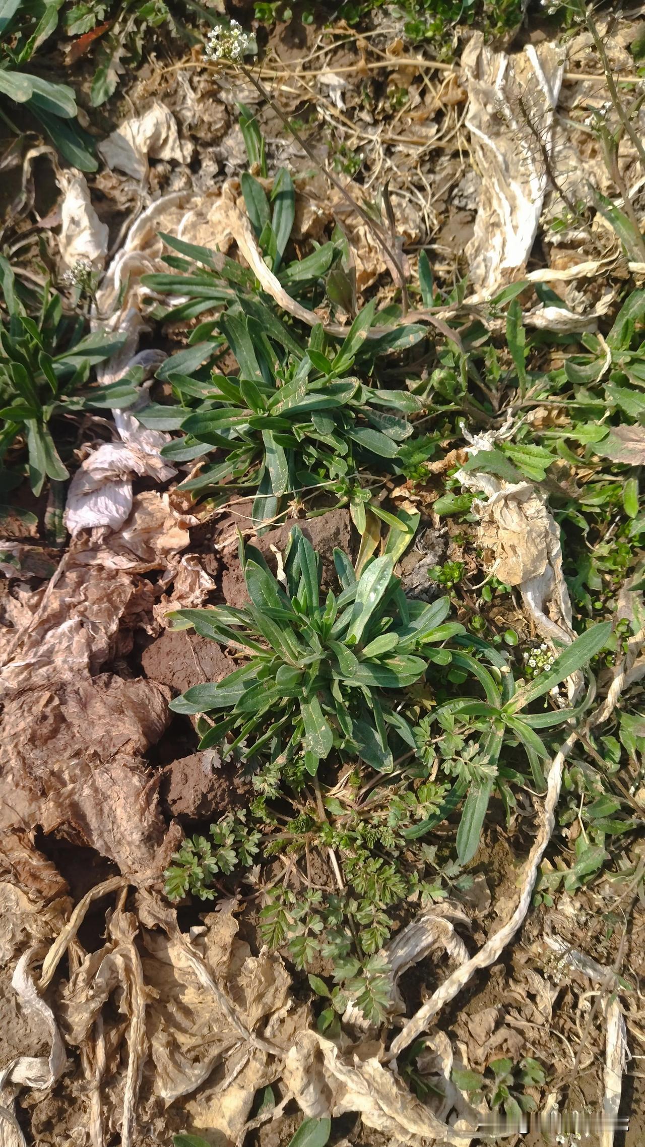 又到了挖野菜的时节啦，领着孩子，带上吃的，来地里挖野菜。荠荠菜都开花了，感觉