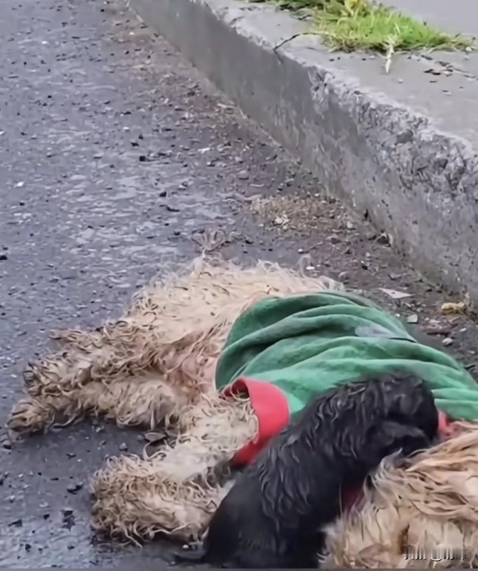 太感人了！这天一位小姐姐开车去朋友家玩，当她开到一条城乡公路上的时候，看到了非常