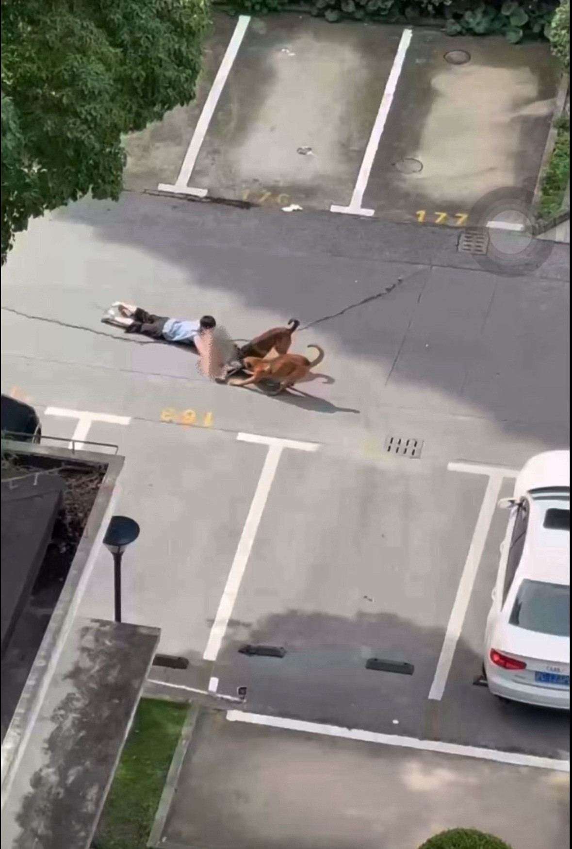 上海一儿童小区内遭狗撕咬群里刷到了视频，太残忍了。这么精壮的狗看着可不像流浪狗？