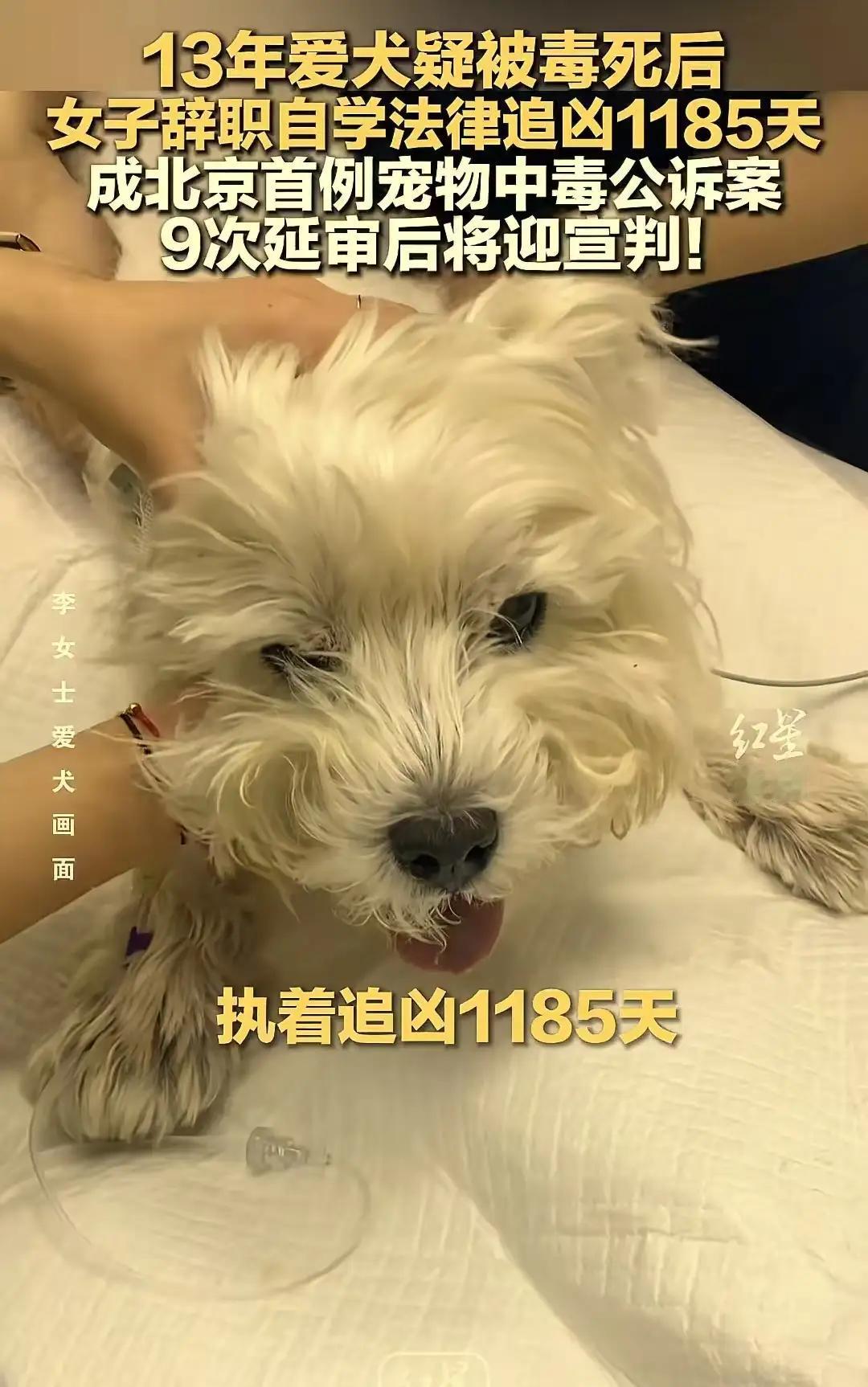 养了13年的爱犬被毒死后，女子辞职自学法律追凶1185天，成北京首例宠物中毒公诉