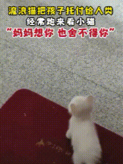 猫妈妈把崽托付给人类，却总偷偷跑来探望，每一眼都藏着“舍不得”网友家的监控