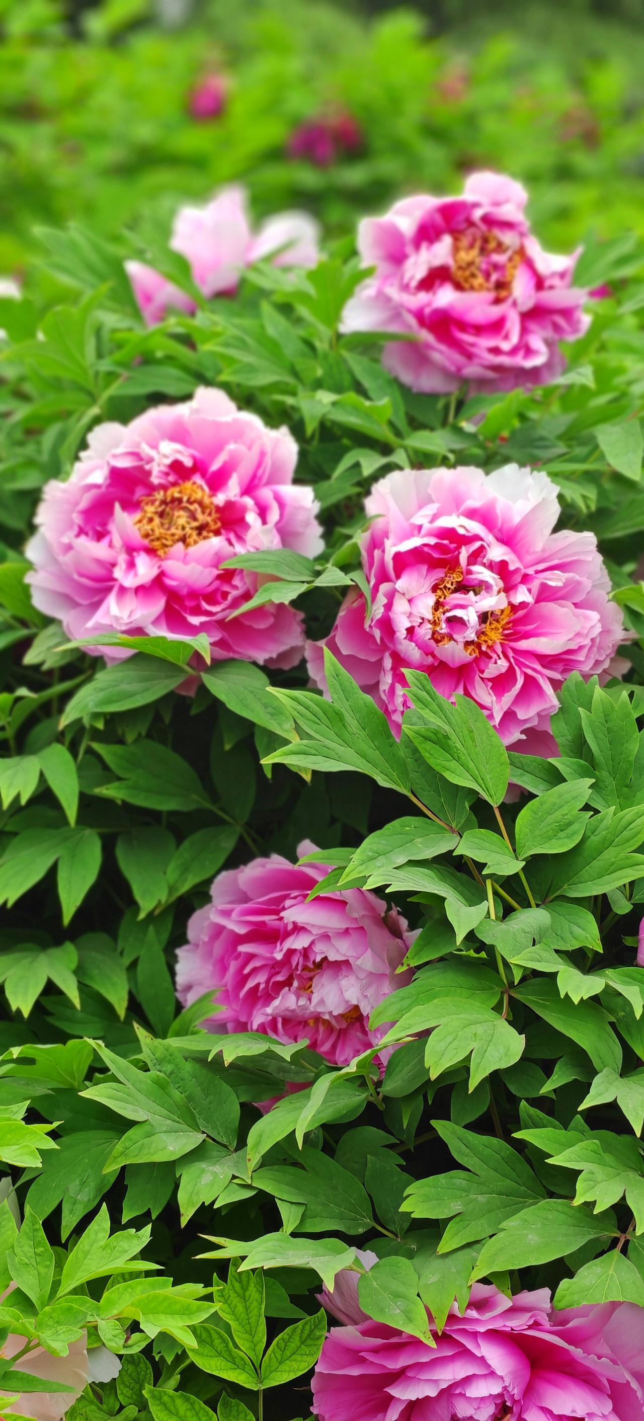 国色天香正当时！西安牡丹苑高清实拍图，错过要再等一年！都说“唯有牡丹真国色，花开