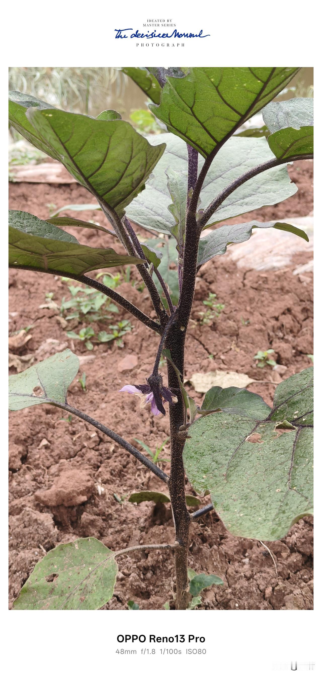 🌱心愿达成！老家的春天是茄子花开、辣椒挂果、四季豆满架今年春天，终于如愿在