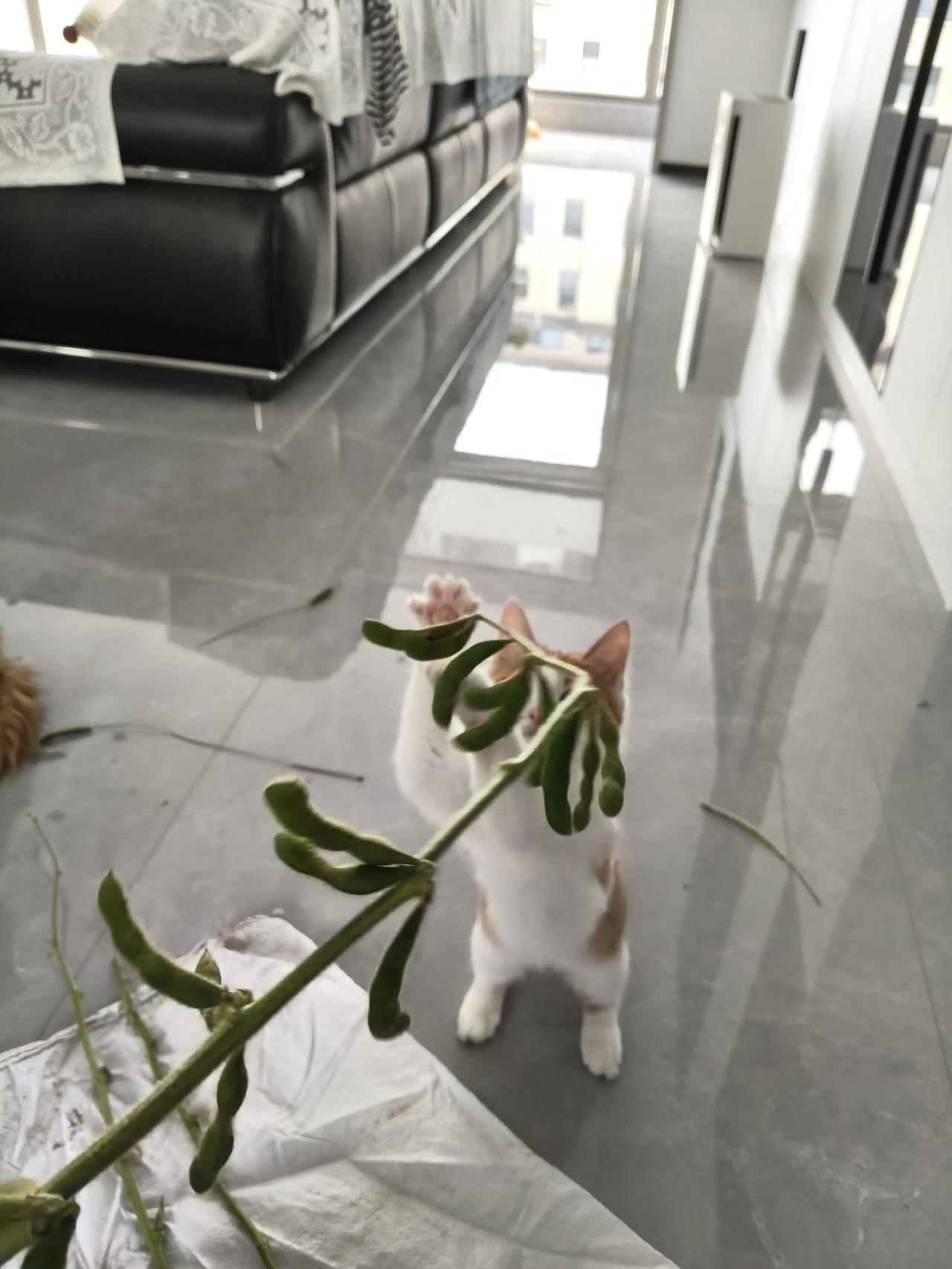 我家橘猫总把肚皮摊成小毛毯瘫在沙发上，伸手rua它还会呼噜呼噜把眼睛眯成两条缝，