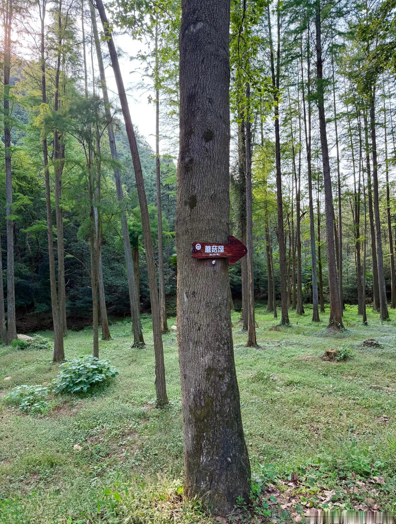 《向往的生活蘑菇屋》杭州长乐森林公园！这里简直就是吸氧胜地！也超级适合露营和散步