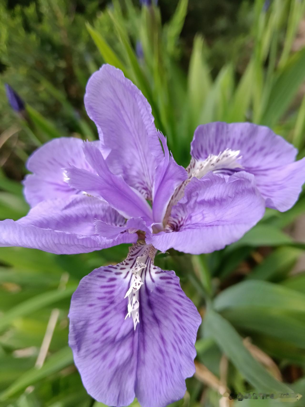 不得不听的老人言1．属猴的：不老实，满肚子坏水儿。2．属虎的：会演戏，表