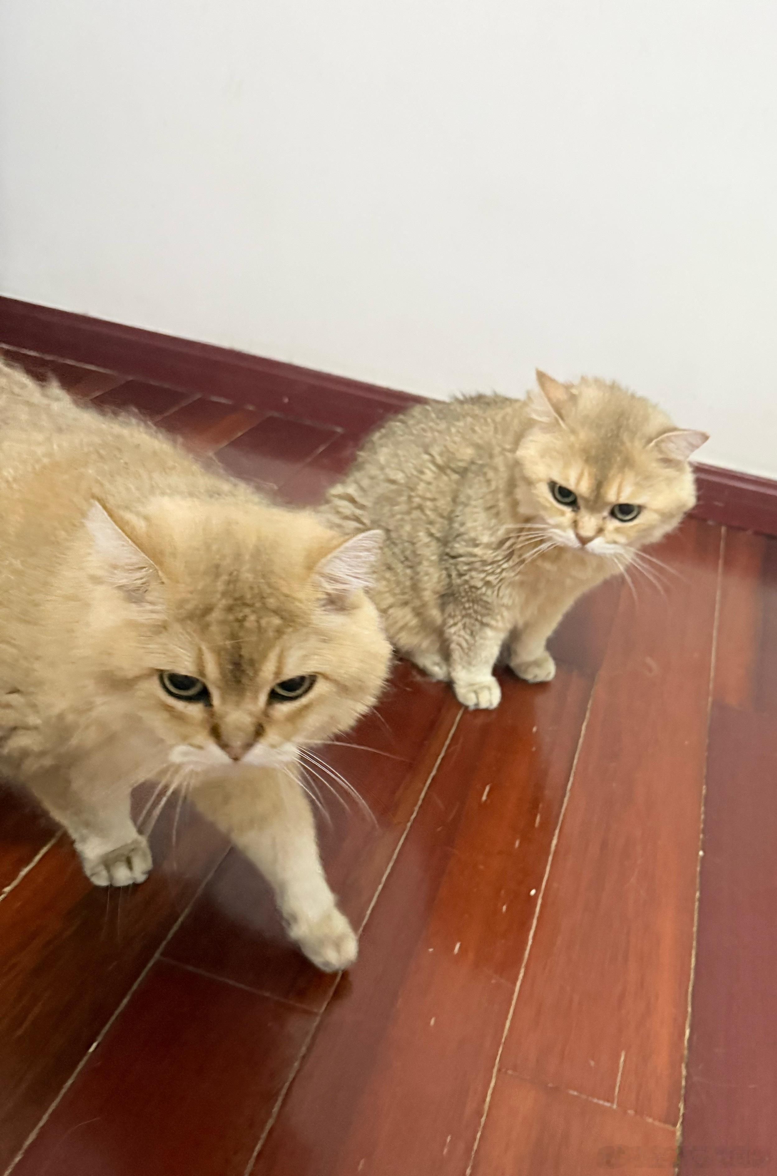 潦草这样了萌宠猫咪