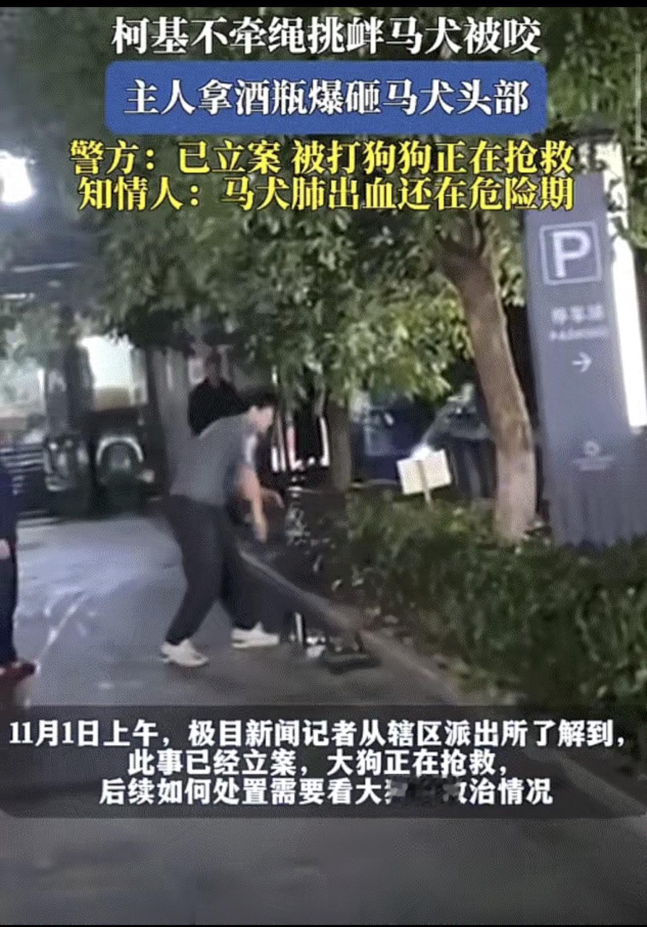 谁能想到，杭州街头竟上演这么一场让人脊背发凉的闹剧——有狗证的马犬没招谁没惹谁