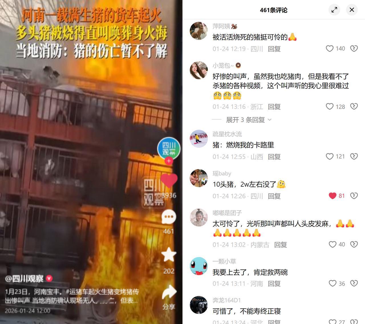 河南宝丰运猪车起火，现场传来生猪的惨叫声，不少人听了头皮发麻。1月23日