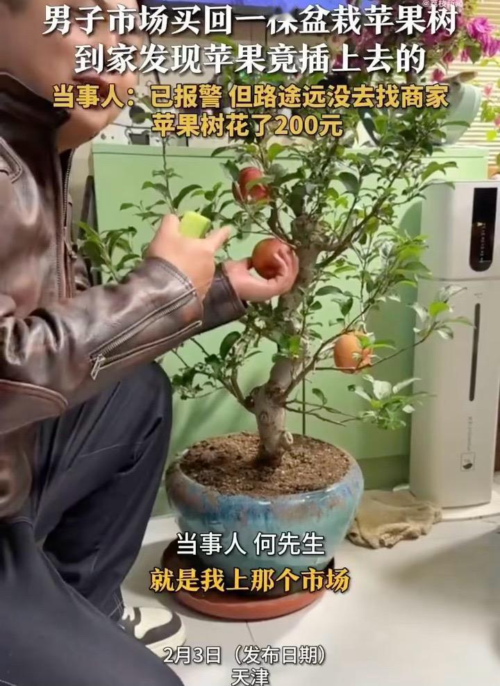 最近天津一位大哥的遭遇真是让人开了眼，花200块从市场买了棵盆栽苹果树，满心欢喜