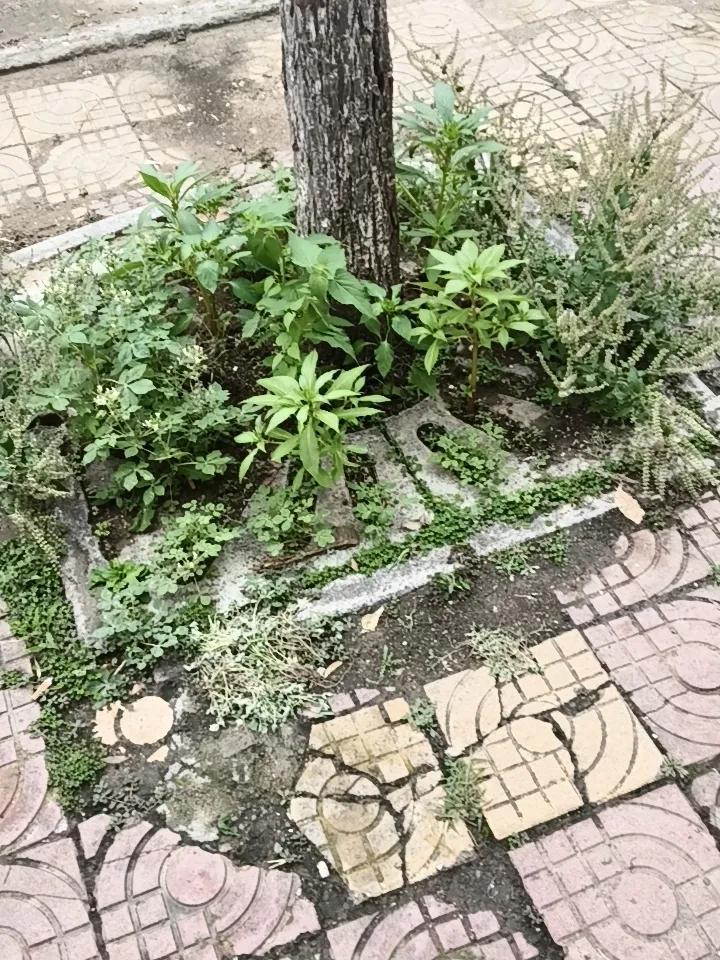 养花种菜，方寸之地，品种繁多。