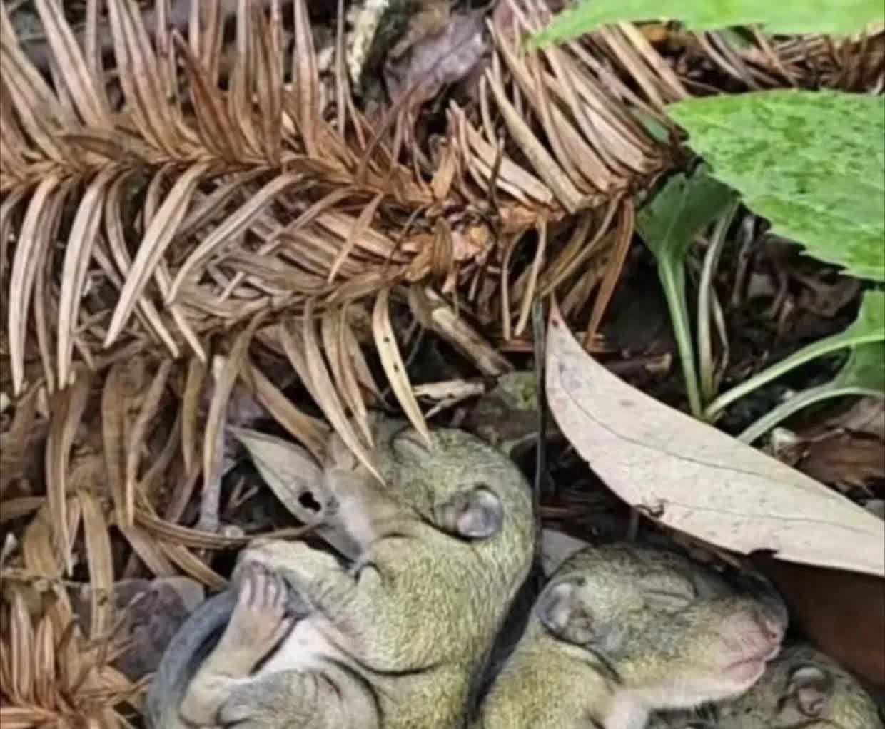 广西，一名男子在山上砍柴时，意外地在一处杂草丛中发现了一个小窝，里面有五只毛茸茸
