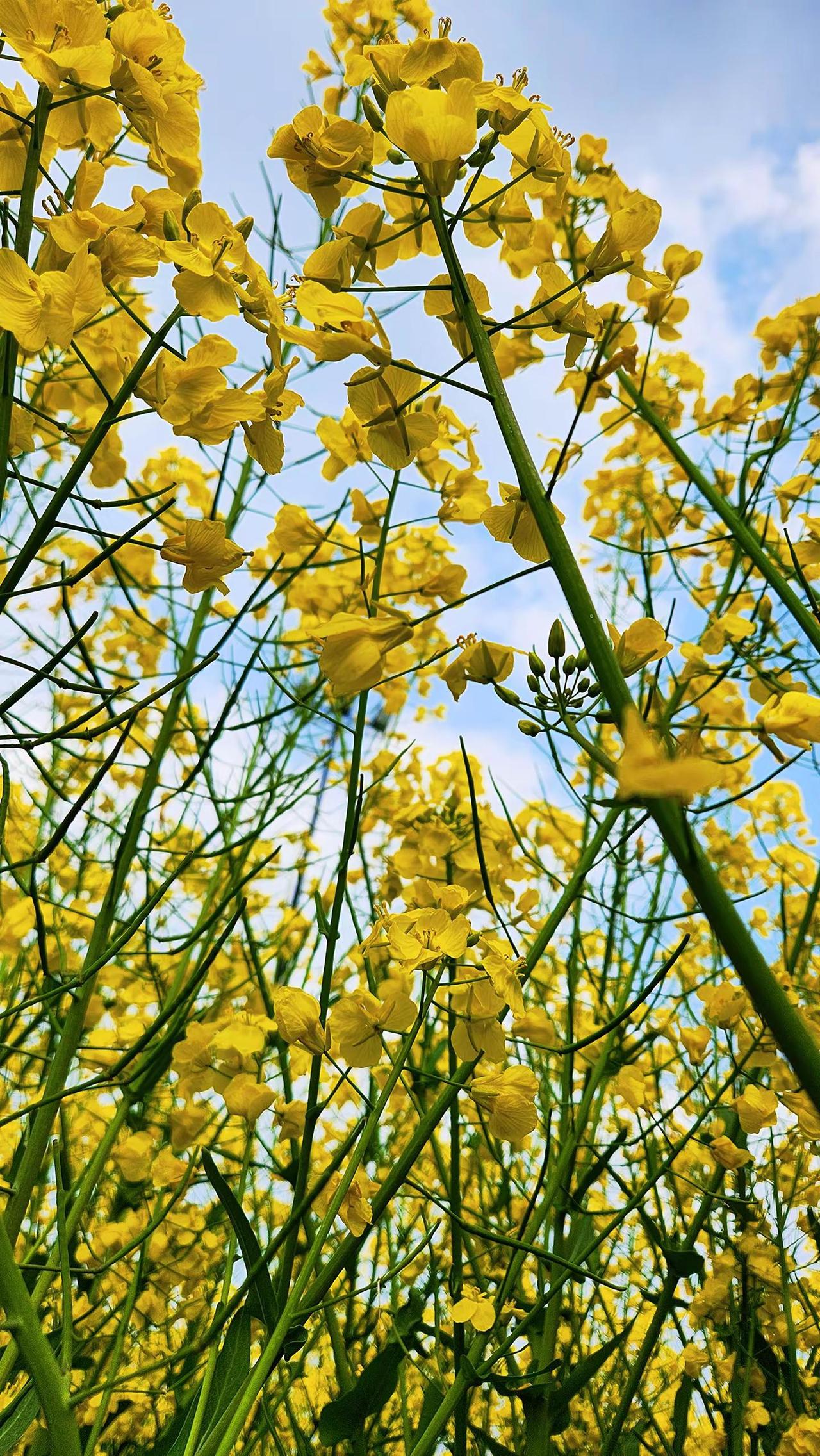 再不拍油菜花就要等明年了