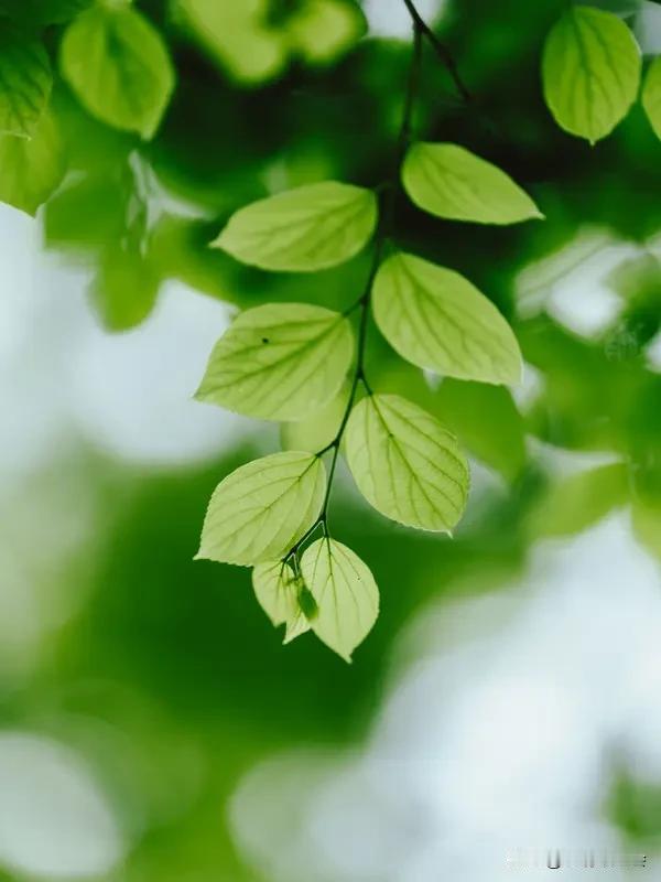看到“绿叶重重美”这个上联，瞬间来了兴致。这上联意境清新，描绘出绿叶层层叠叠的美