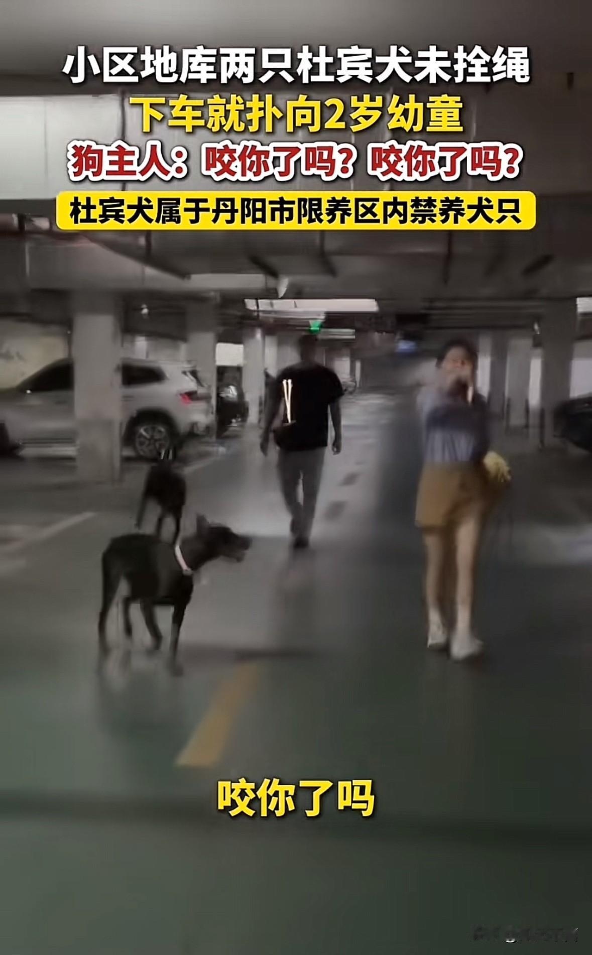 “咬你了吗”，一位仙女指着🫵邻居问到，原来她和男友带着两个杜宾犬下地库，但是没