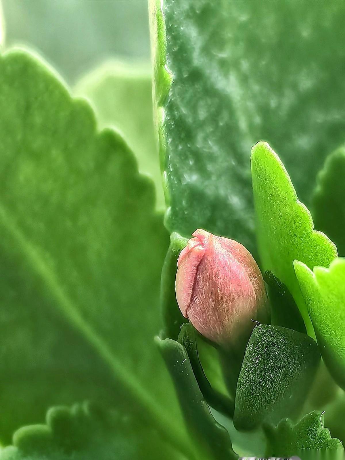 窗台边，那盆长寿花炸了！不是比喻，是真的花苞密集得像要冲破花盆，大红的颜色直接晃