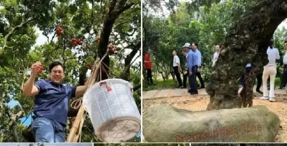 看来明星带货能力是真强，全红婵在家里摘了几天荔枝，霍启刚也爬梯子