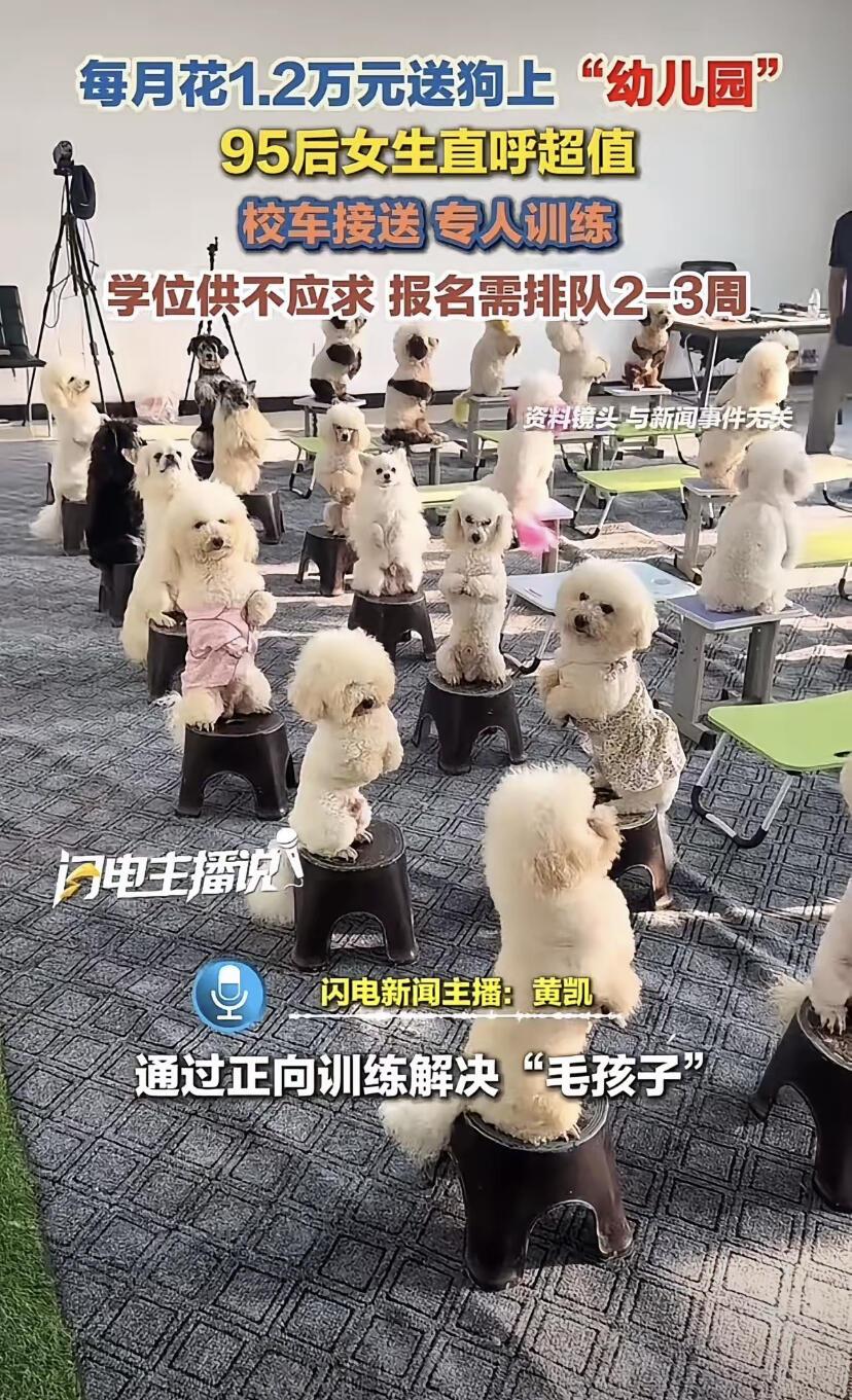 上海一个95后的女生，每个月花一万二，送自己6个月大的萨摩耶去上“宠物幼儿园”。