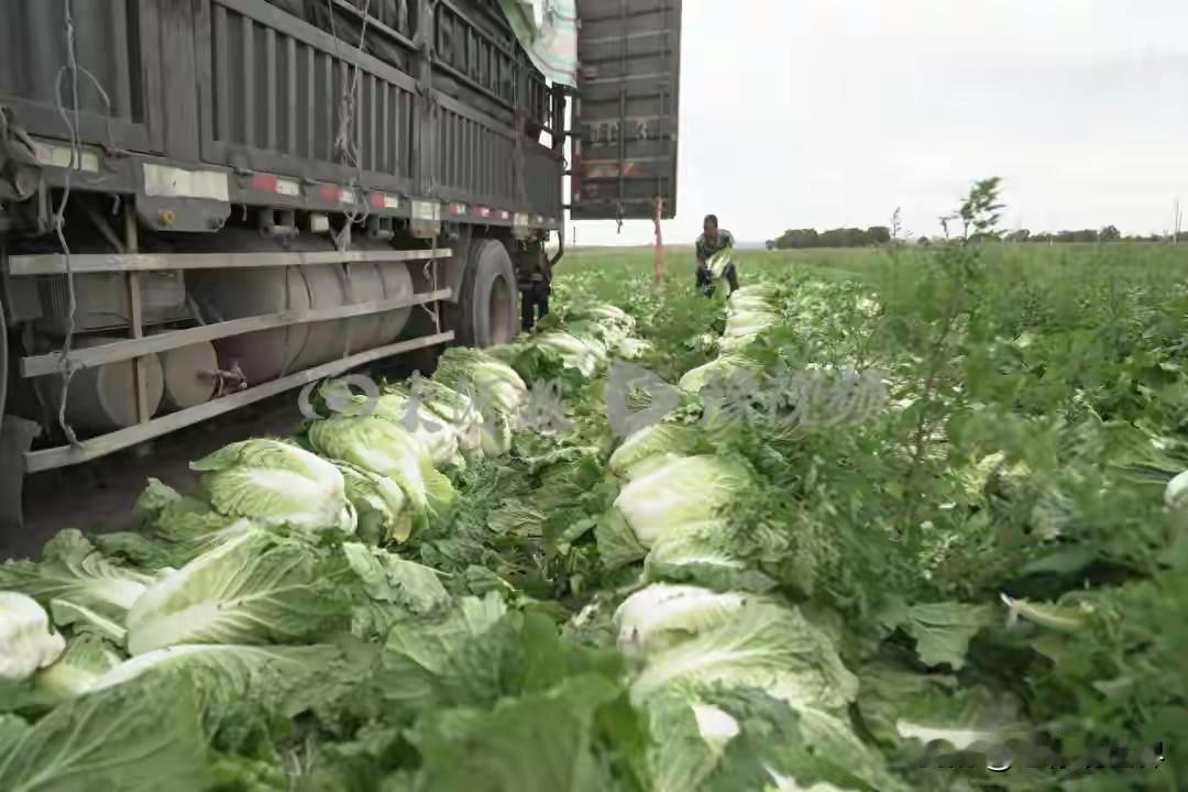 “甲醛白菜”产地菜农陷入困境，往年正常亩产收入3000多元的，现如今滞销，100