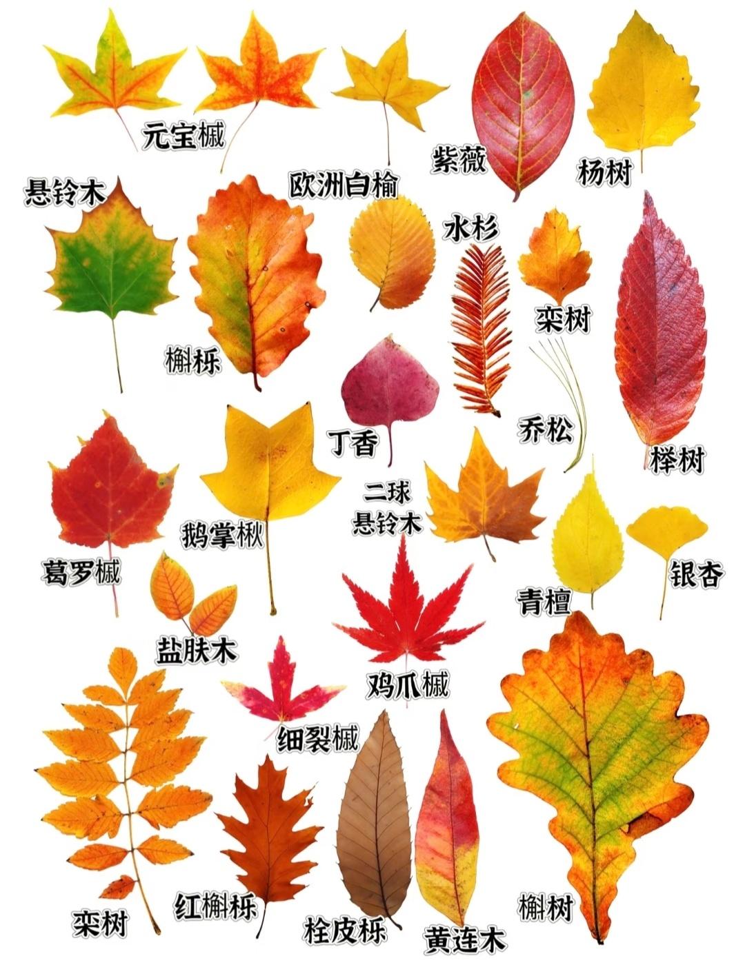 公园里看到的那些彩叶植物的叶子...