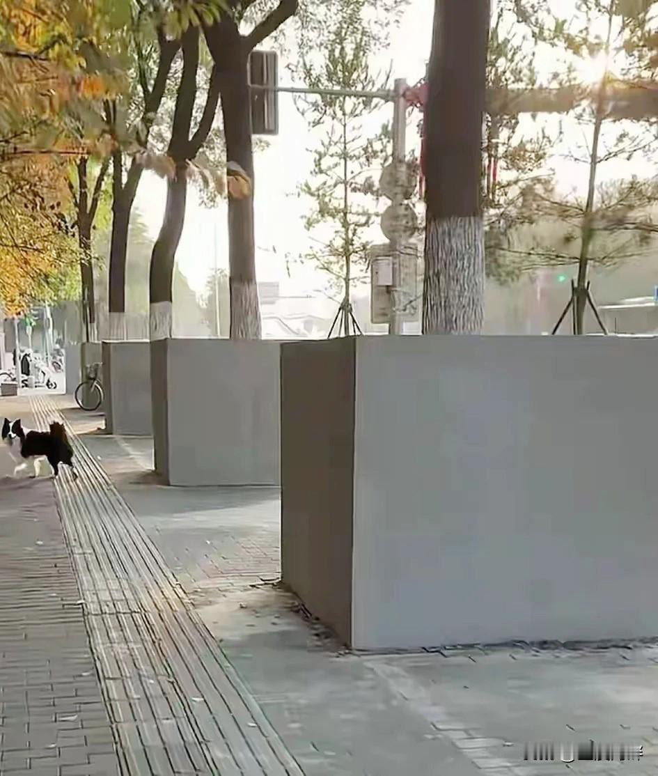 刚从西安回来，千年古都的树是一道美丽的风景线。道路两旁的梧桐树夹道而立，枝叶相交