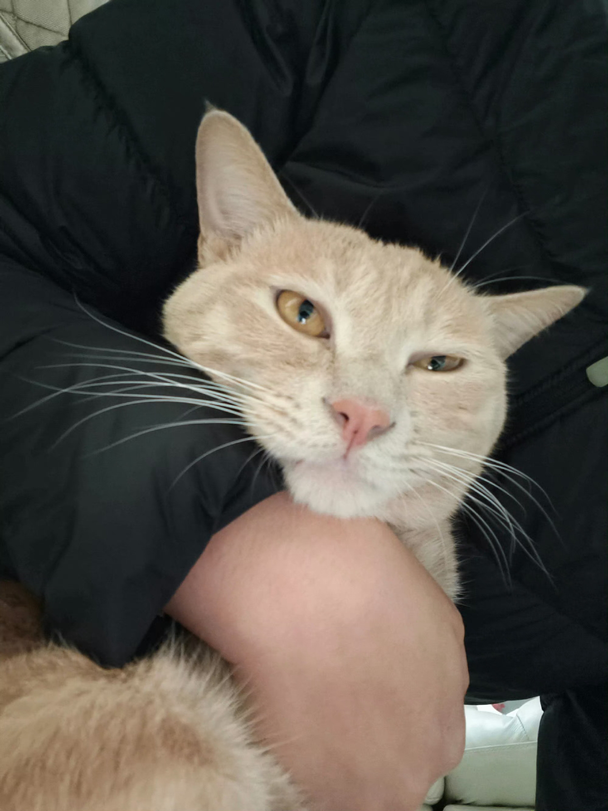 咪怎么会臭呢，咪只会臭脸猫真有那么臭吗橘子来了