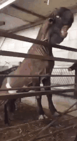 这是什么玩意儿？半夜出来不得吓死人