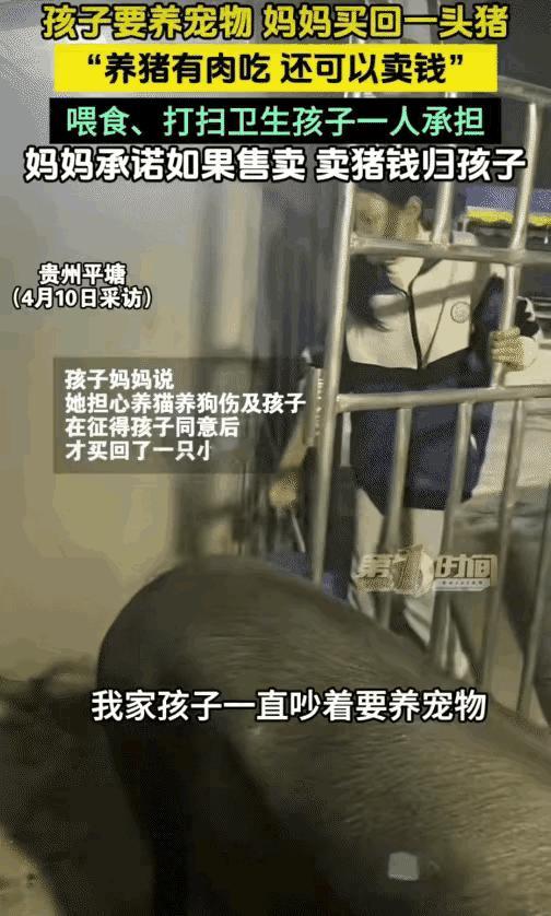 太有意思了！贵州平塘，一小女孩天天缠着妈妈，哭着闹着想要养宠物，妈妈一开始直接拒