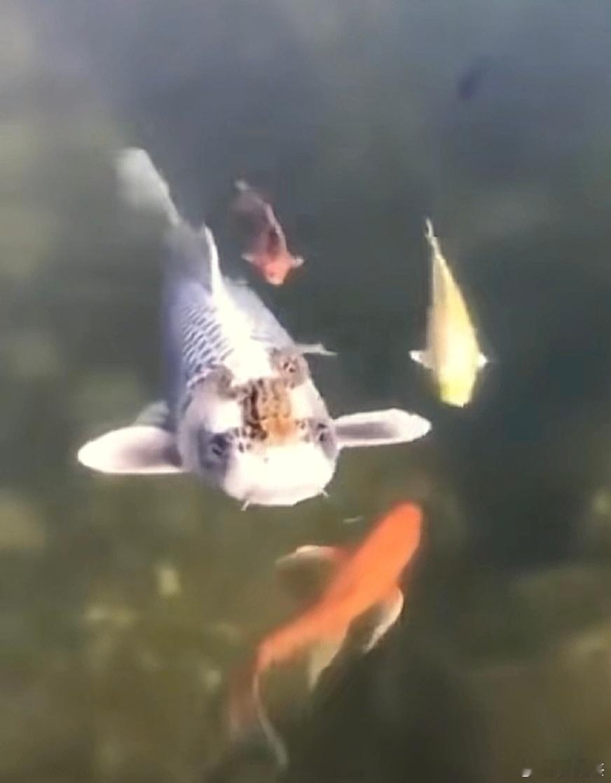 癞蛤蟆吃不到天鹅肉，它能与锦鲤同归于尽。这是大自然的惊悚现象。